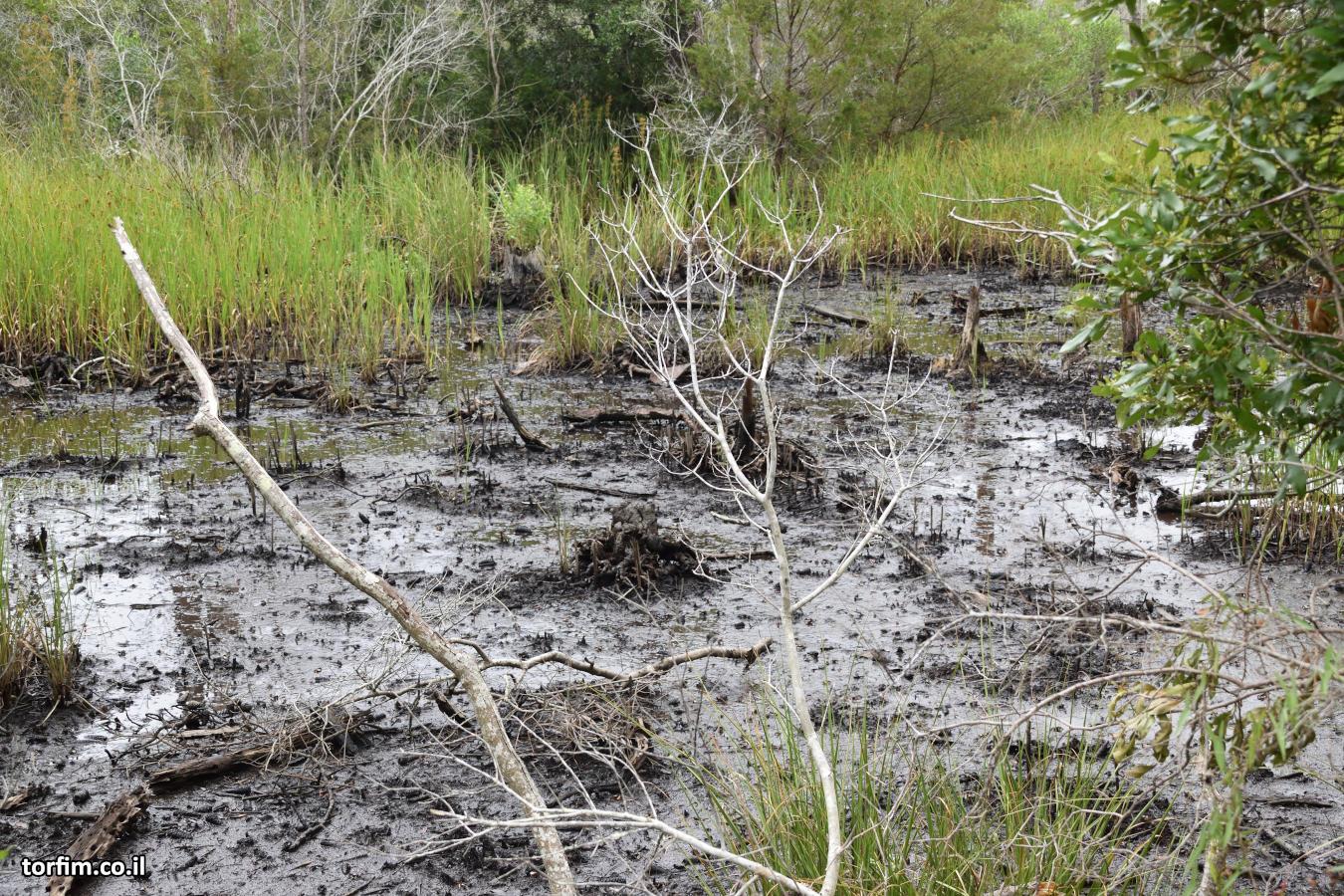 אזור הביצה המוצף Carolina Beach
