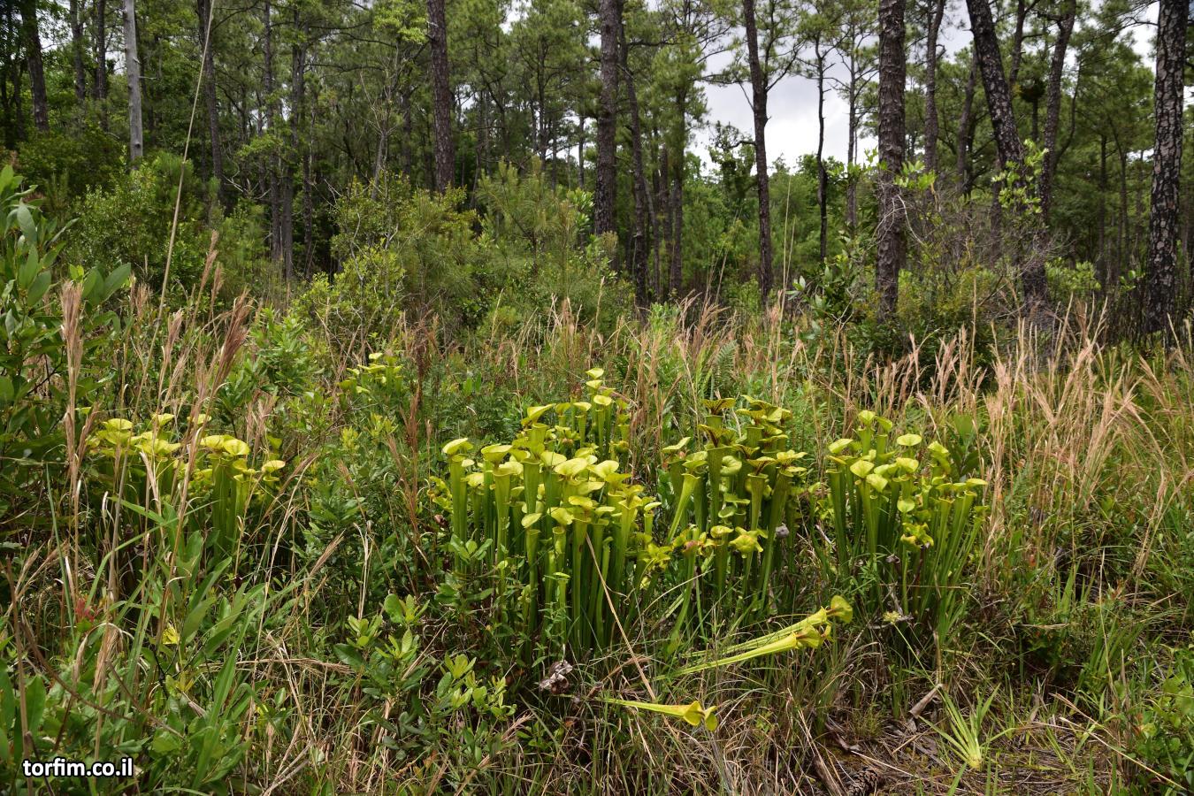 צבר שופרית צהבהבה S. flava בסמוך לשביל