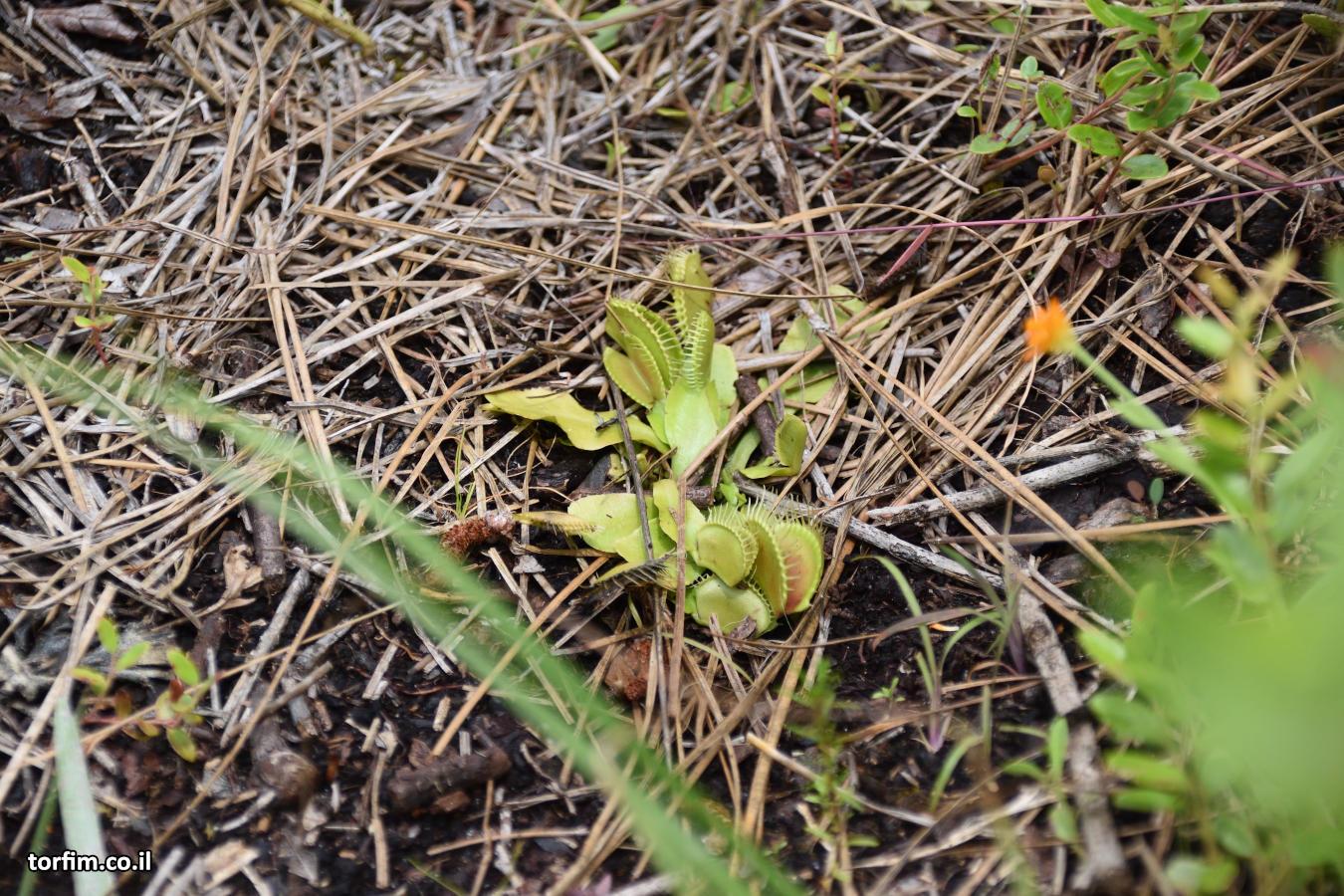 דיונאה אחת משתיים שמצאנו ב"שביל הדיונאות". מאוד מאכזב.