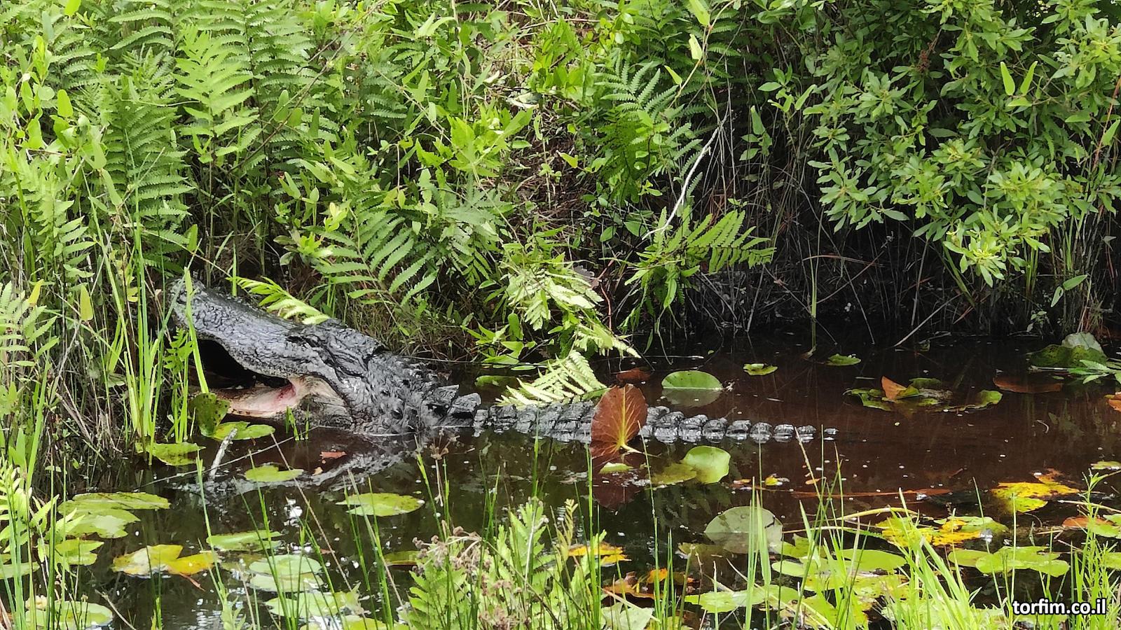 תנין מזהיר אותנו להתרחק בביצת אוקיפינוקי