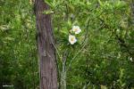 פריחת Loblolly Bay (Gordonia lasianthus)