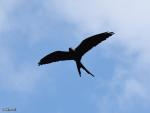 פעלולי אוויר של ציפור Swallow-tailed Kite (Elanoides forficatus)