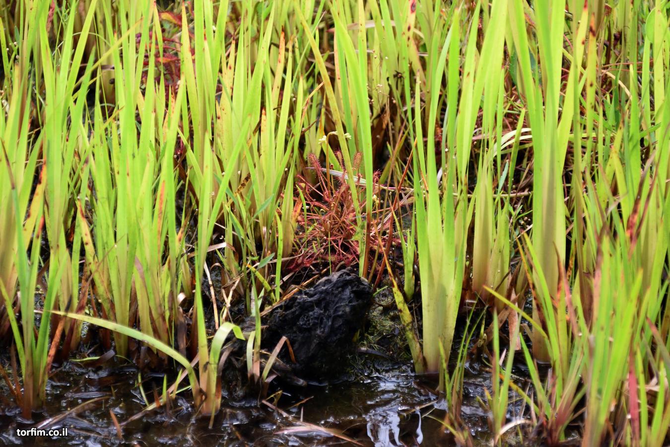 טלליות D. intermedia