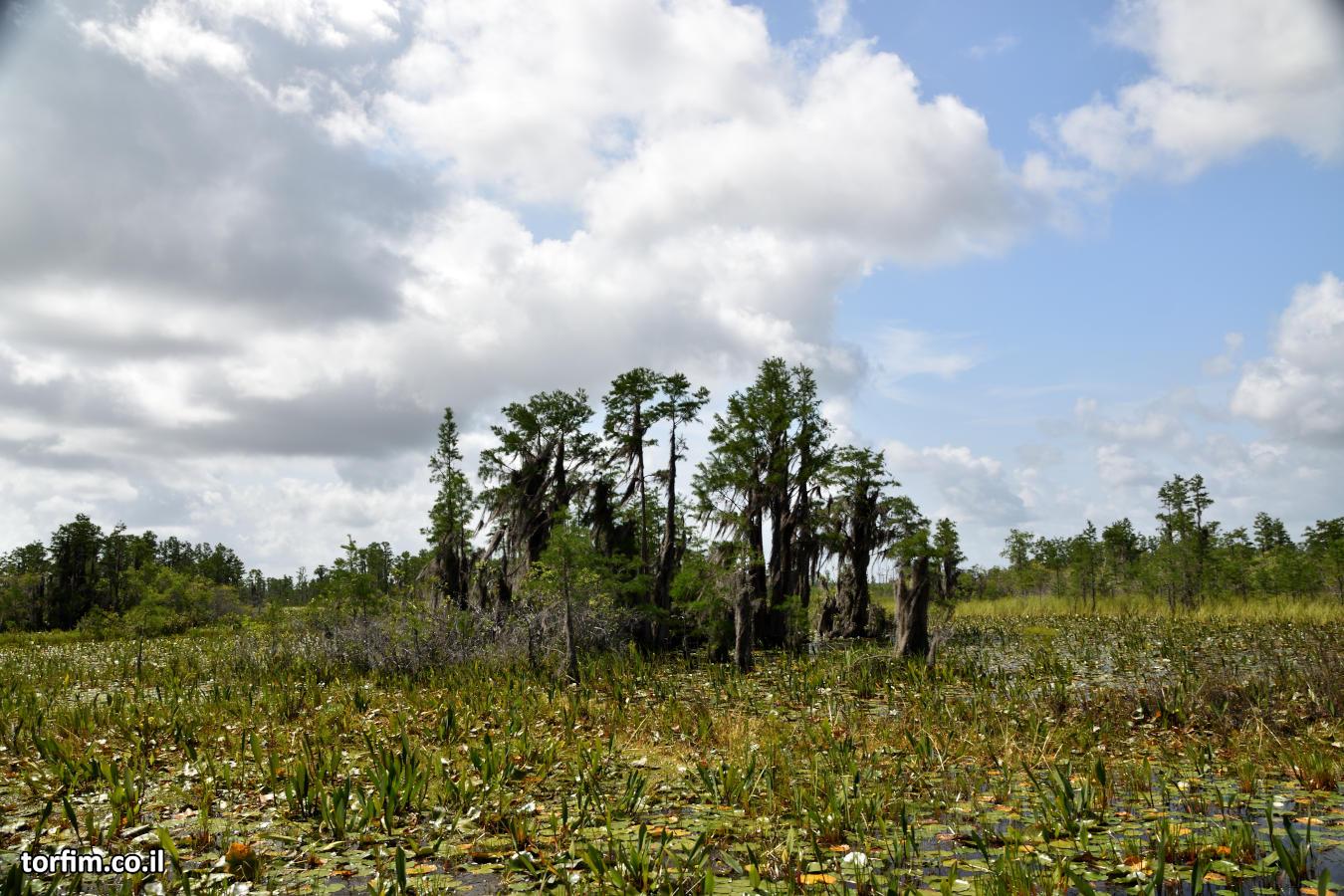 אי צף עם עצים בוגרים, בביצת אוקיפינוקי