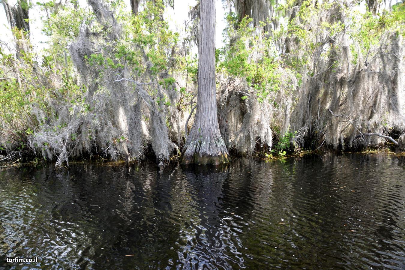 בסיסי עצי הברוש הייחודיים לביצת אוקיפינוקי. נראה מפחיד?