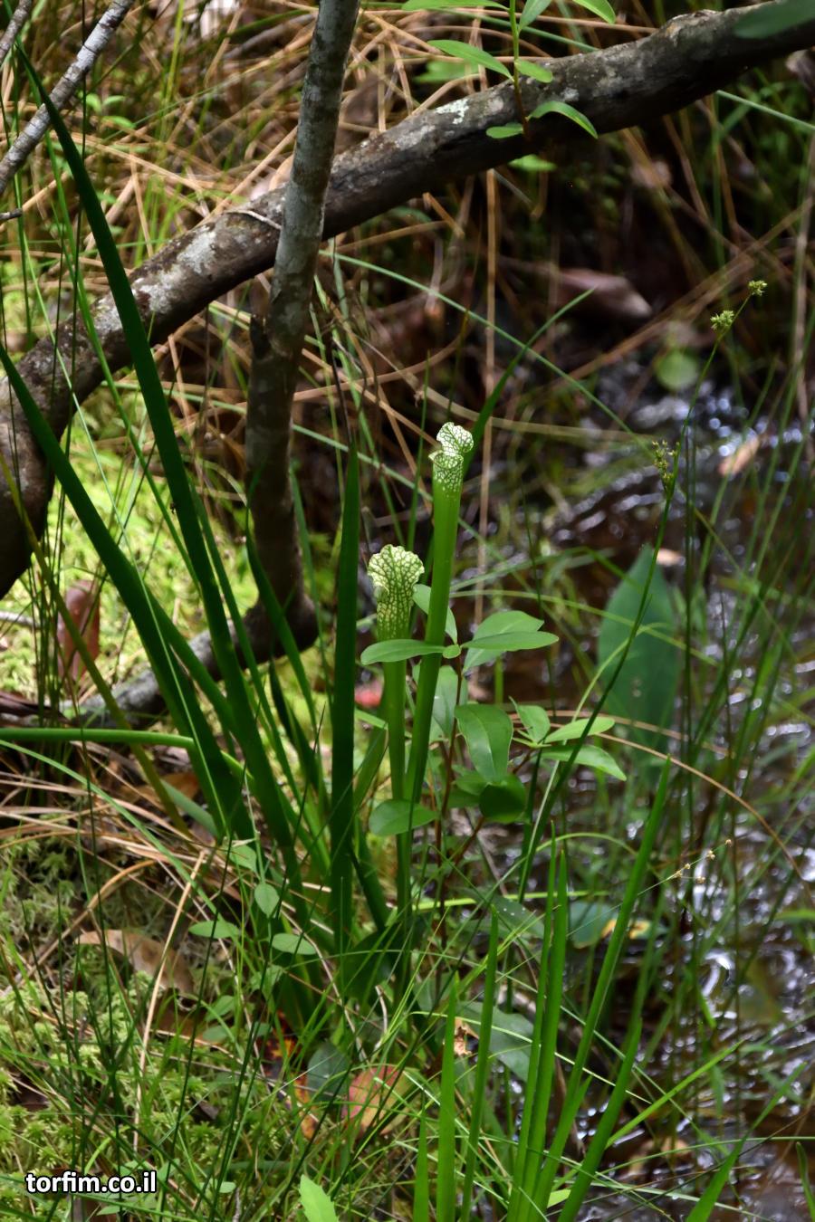 שופרית לבנה S. leucophylla