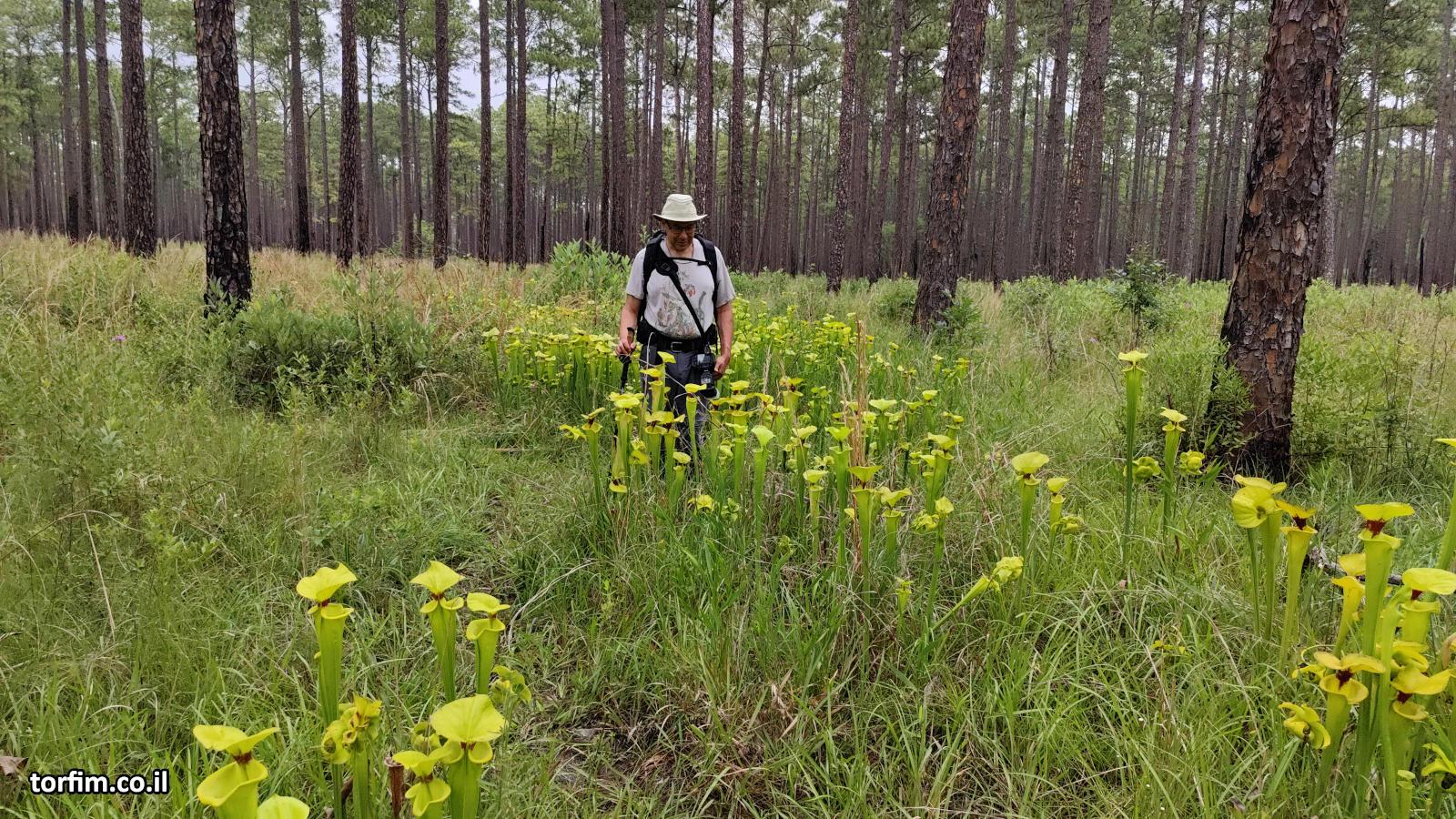 השביל עובר בתוך שדה עם שופריות צהבהבות S. flava רבות