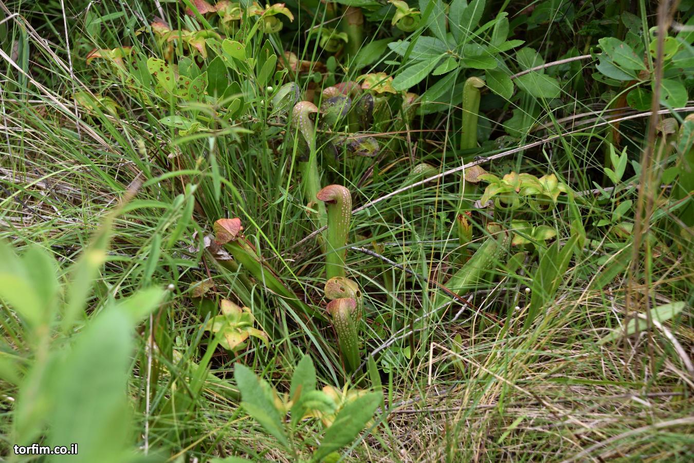 שופרית החלונות S. minor var minor