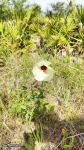צמח היביסקוס בטבע Hibiscus aculeatus
