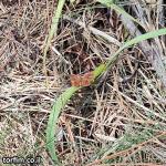 פרפר במנוחה