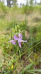 סחלב דשא ורוד Calopogon tuberosa
