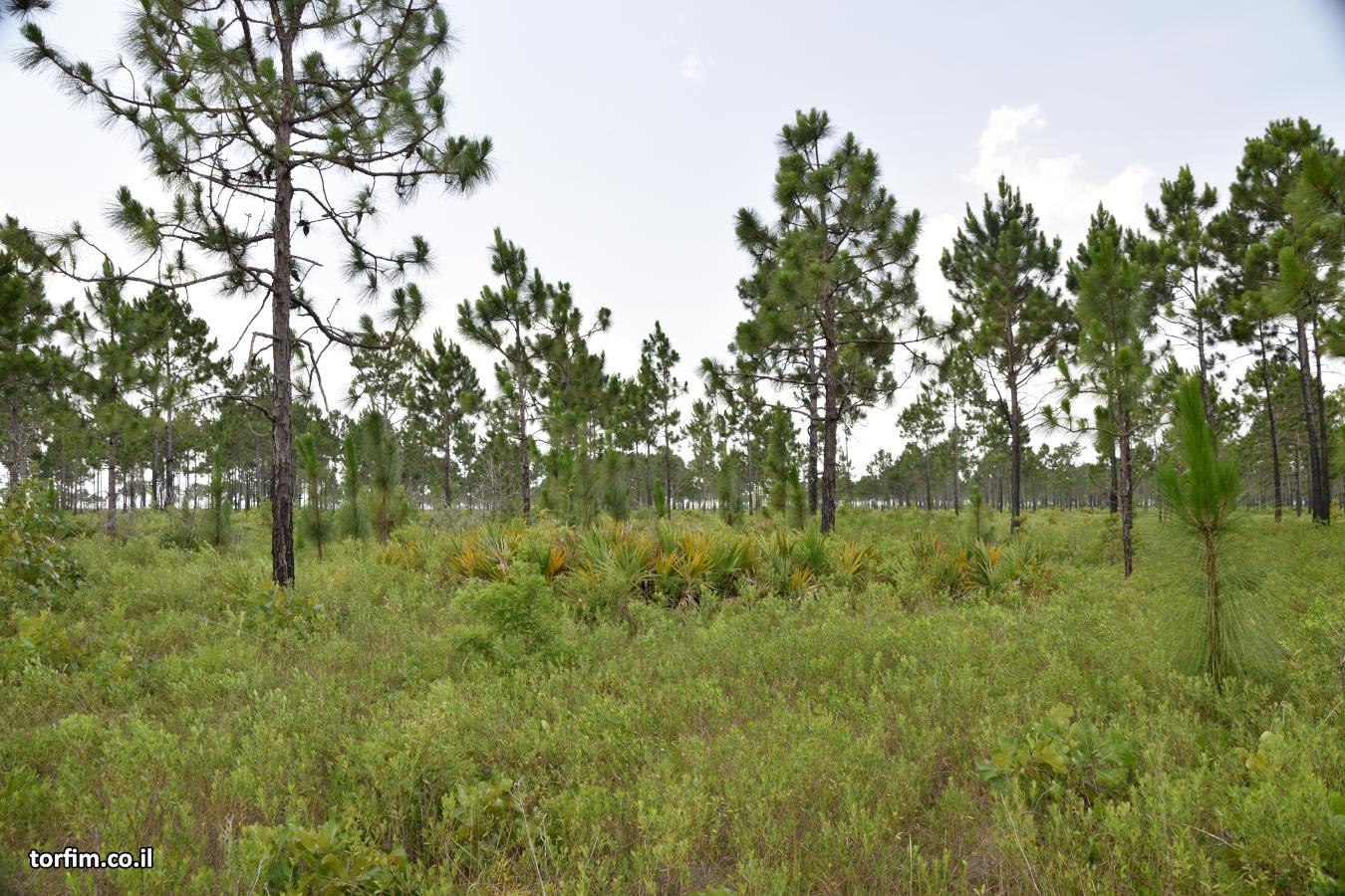בית הגידול של השופריות הלבנות
