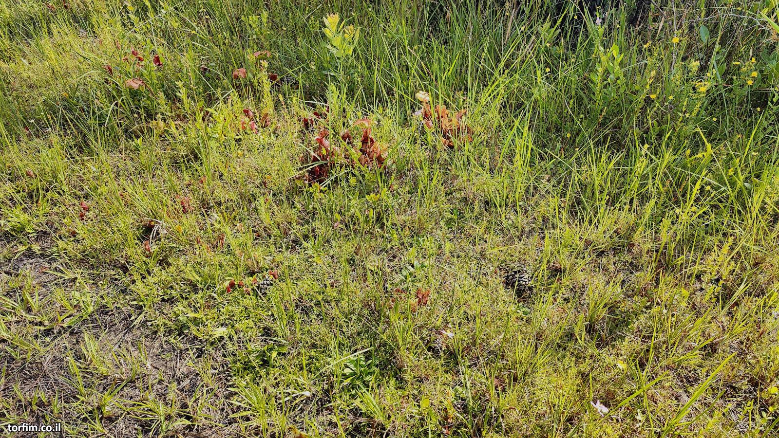 שופריות סגלגלות S. purpurea בעשביה הנמוכה