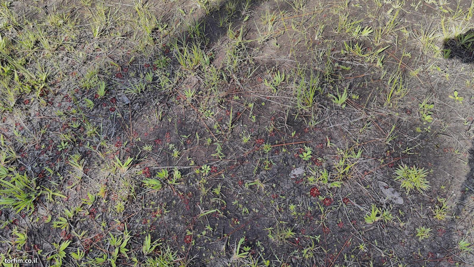 הרבה טלליות D. capillaris לאורך השביל