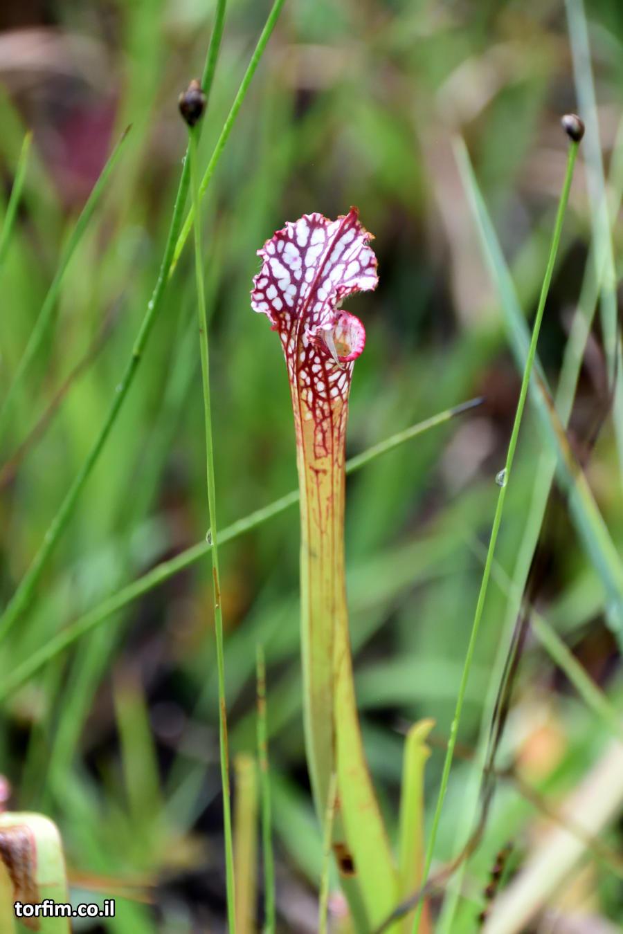 שופרית לבנה S. leucophylla