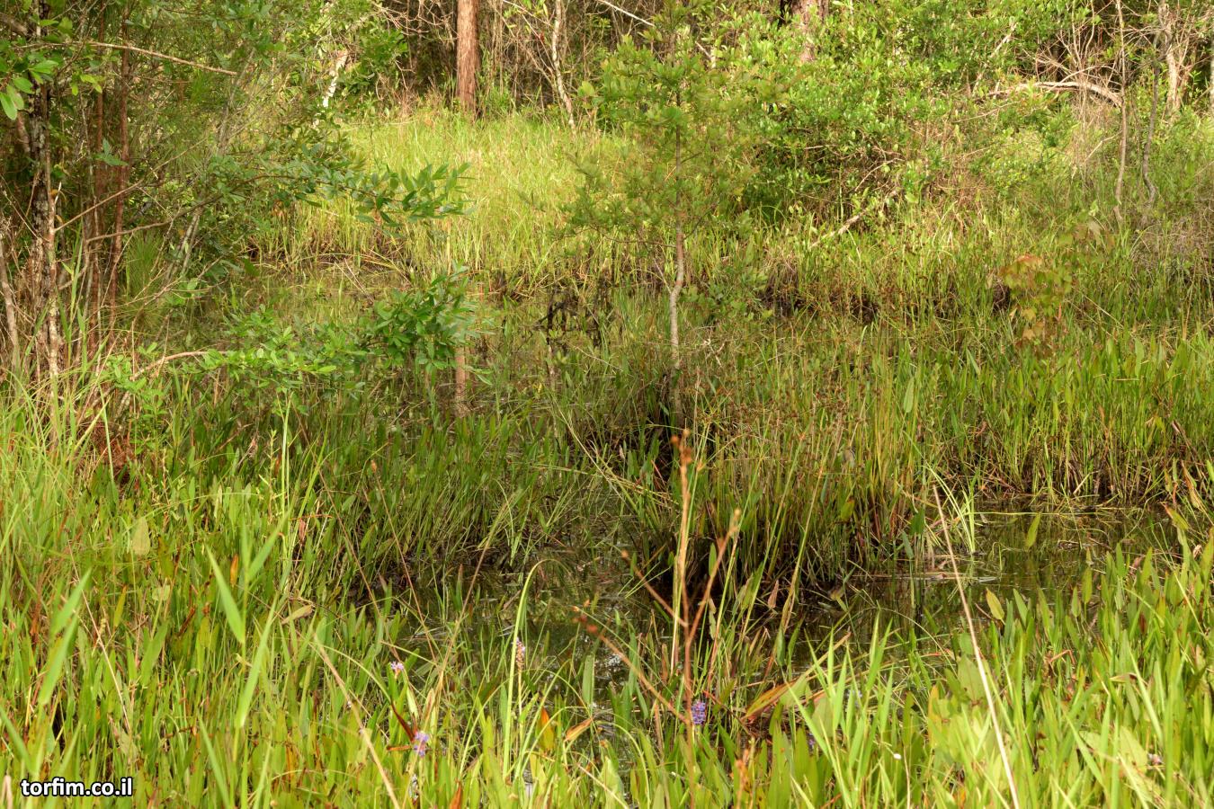 באזורים רבים האדמה מתחת למים