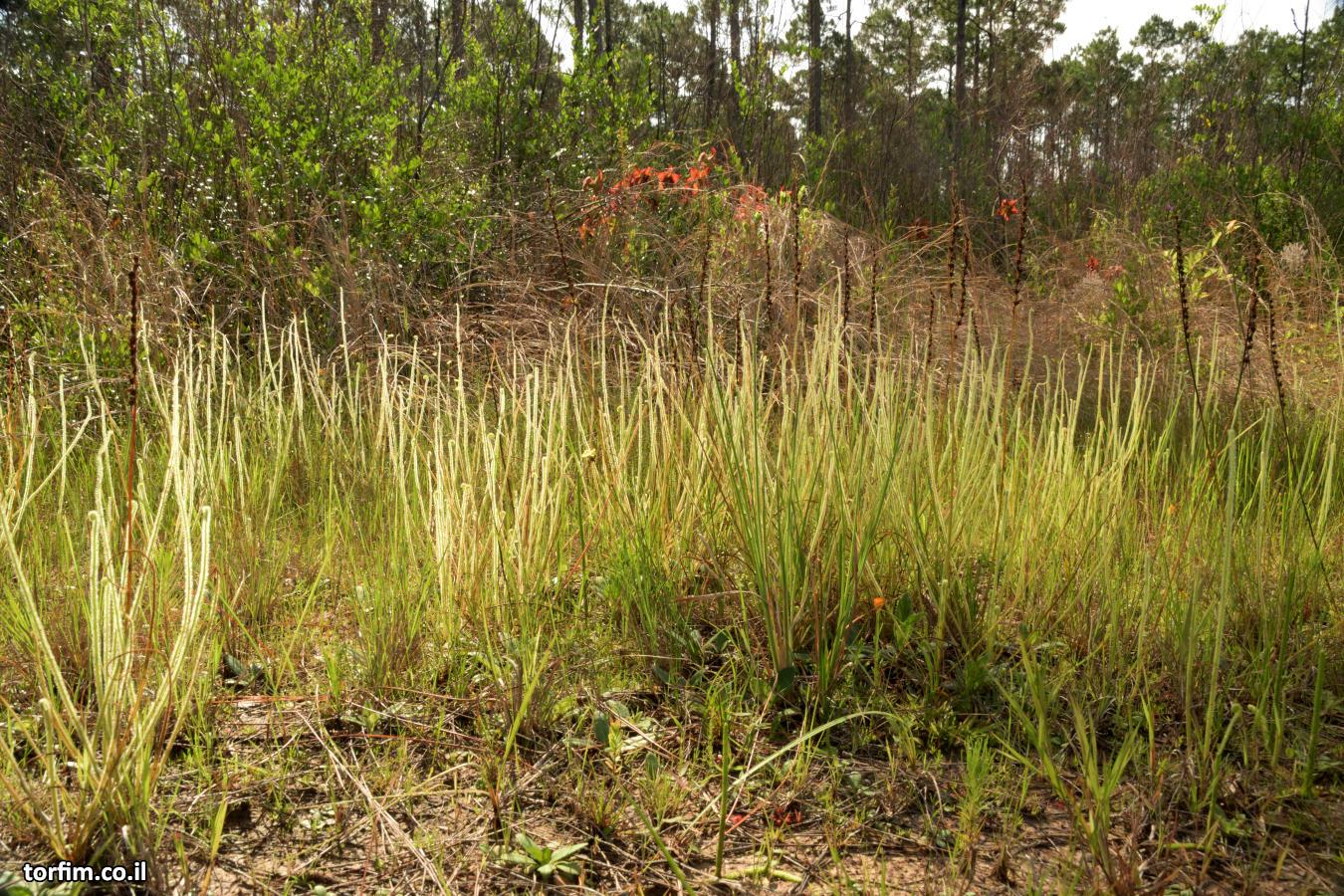 שדה שלם של טלליות D. tracyi