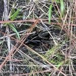 עוד חגב עם גוון מיוחד