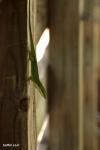 לטאה Green Anole
