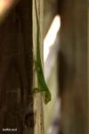 לטאה Green Anole