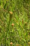 שופריות S. alata