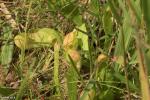 שופרית תוכית S. psittacina