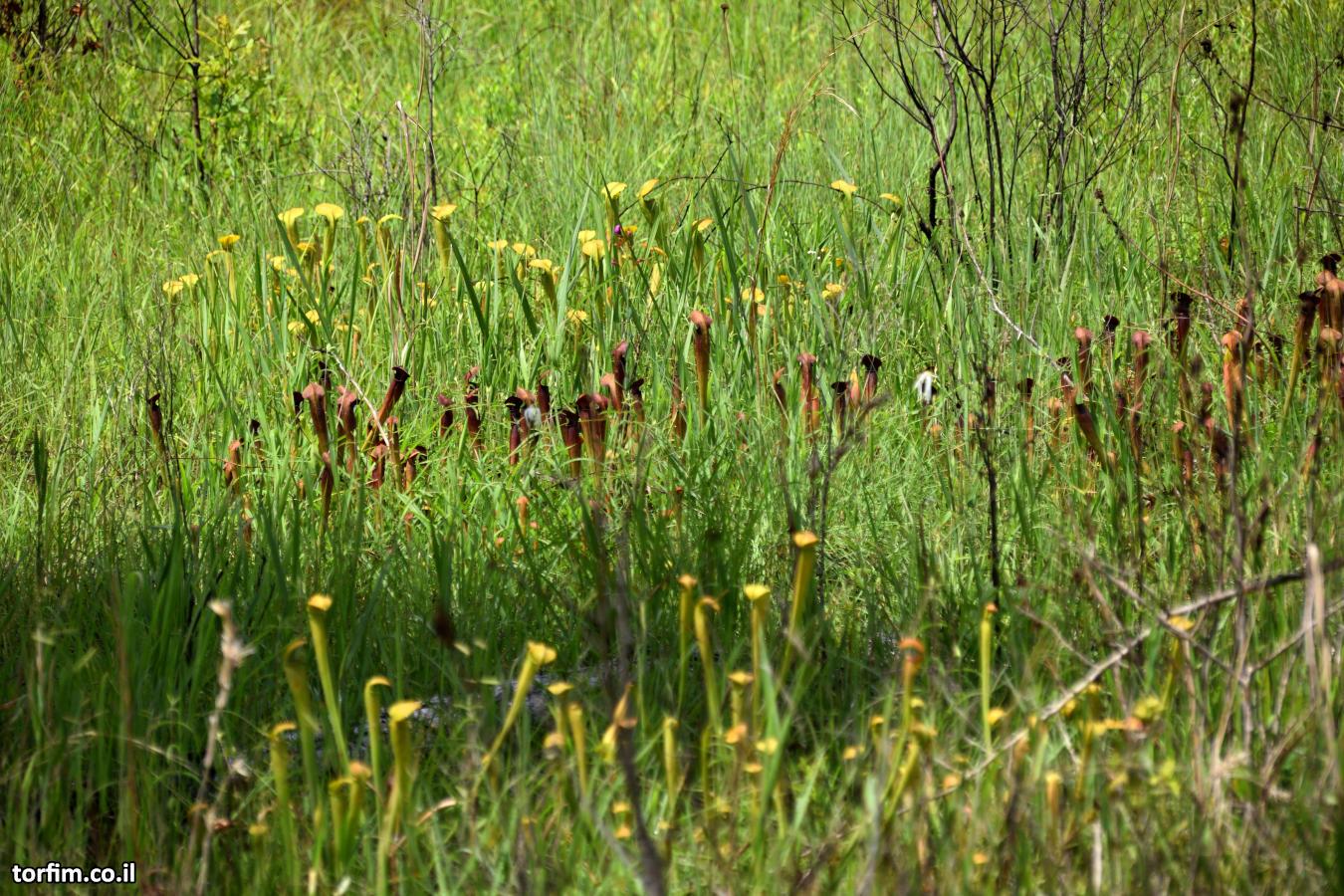 שופריות S. alata