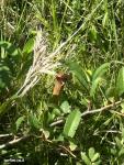 שופריות S. alata