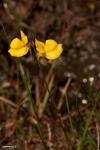 נאדיד U. juncea