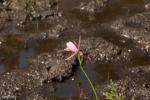 סחלב ביצות Rose Pegonia (Pogonia ophioglossoides)