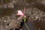 סחלב ביצות Rose Pegonia (Pogonia ophioglossoides)