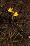 נאדיד U. juncea
