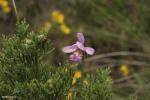סחלב ביצות Rose Pegonia (Pogonia ophioglossoides)