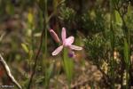 סחלב ביצות Rose Pegonia (Pogonia ophioglossoides)