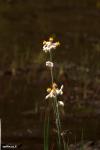 Goldencrest (Lophiola aurea)
