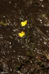 נאדיד U. striata