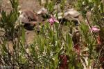 סחלב ביצות Rose Pegonia (Pogonia ophioglossoides) על רקע שופריות סגלגלות S. purpurea