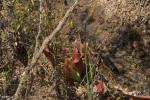 שופרית סגלגלה S. purpurea