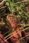 שופרית סגלגלה S. purpurea