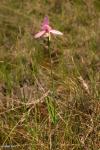 סחלב ביצות Rose Pegonia (Pogonia ophioglossoides)