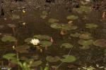 נימפאה גדלה בביצה לצד נאדידים American White Waterlily (Nymphaea odorata)