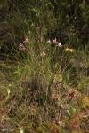 סחלב ביצות Rose Pogonia (Pogonia ophioglossoides) הגדל בסמוך לשופרית סגלגלה S. purpurea