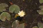 נימפאה גדלה בביצה לצד נאדידים American White Waterlily (Nymphaea odorata)