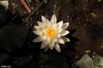 נימפאה גדלה בביצה לצד נאדידים American White Waterlily (Nymphaea odorata)