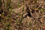 אוכמניות אמריקאיות American Cranberry (Vaccinium macrocarpon)