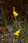 נאדיד U. juncea
