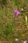 סחלב ביצות Tuberous Grasspink (Calopogon tuberosus)
