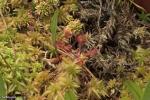 טללית עגולת העלה D. rotundifolia