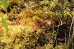 טללית עגולת העלה D. rotundifolia