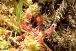 טללית עגולת העלה D. rotundifolia
